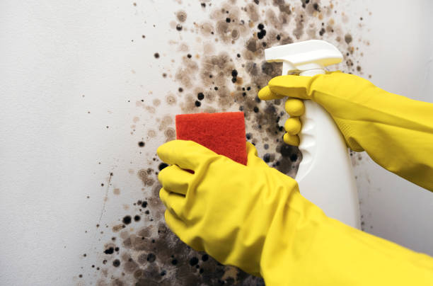 Best Residential Mold Remediation in Moreland, ID